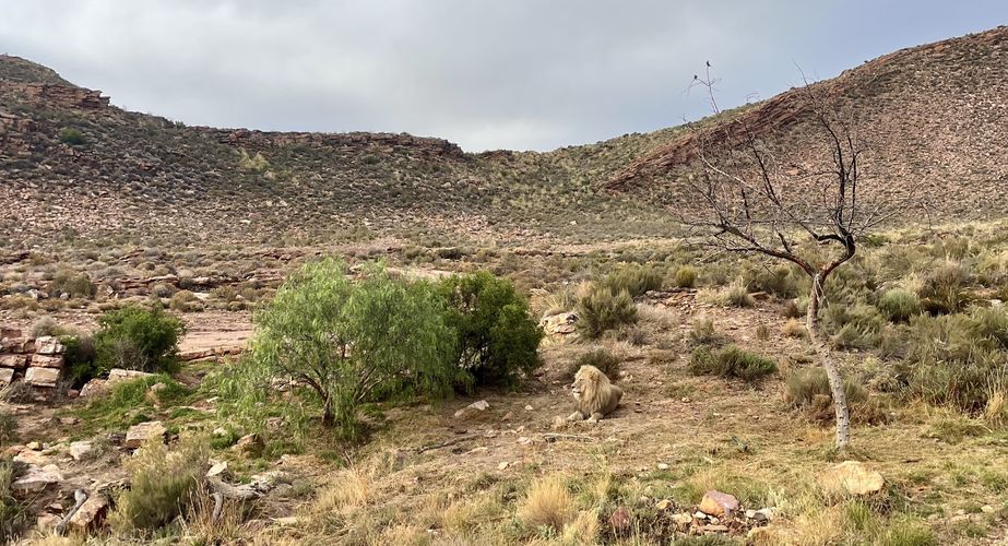 Kruger NP leeuw Zuid Afrika groepsrondreis 3